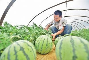 恩施热门大瓜种植地区,探寻绿色生态农业新亮点