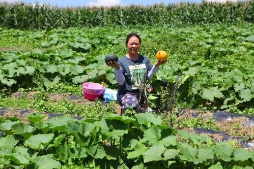 恩施热门大瓜种植地区,探寻绿色生态农业新亮点