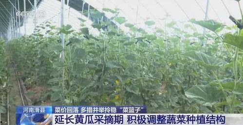 恩施热门大瓜种植地区,探寻绿色生态农业新亮点