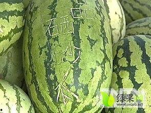 宁夏今日茭瓜价格