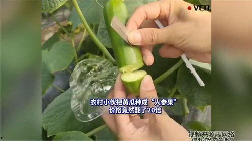 茄瓜价格今日行情,价格波动解析与市场趋势洞察