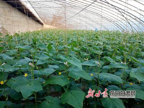 今日小乳瓜价格,市场行情一览”