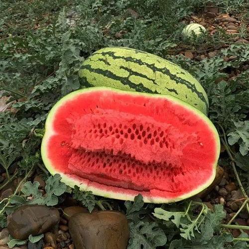 云南今日生瓜价格,市场波动下的新鲜行情