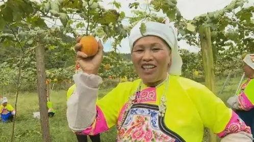 武威吊瓜今日行情,丰收季里的价格波动与市场动态