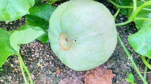 今日蒙阳瓜价,瓜价波动，供需动态解析