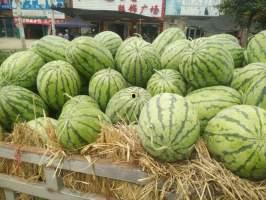 扶沟今日瓜的行情,新鲜热销，价格波动解析