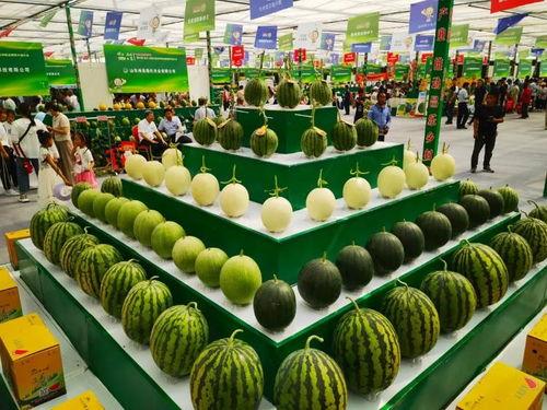 昌乐吊瓜今日价格,品质佳品，行情看涨