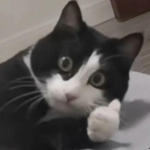 51热门大瓜今日大瓜最新胖猫,今日大瓜聚焦，胖猫成焦点热议