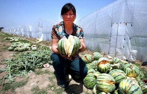 长垣吃瓜热门事件解说,揭秘背后真相与网络舆论风暴