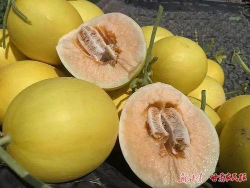 民勤蜜瓜今日最新,甘甜如蜜，今日新鲜上市！