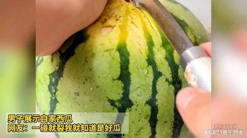 鉴定网络热门生物喷瓜,揭秘网络热门生物的神奇现象