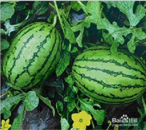 鉴定网络热门生物喷瓜,揭秘网络热门生物的神奇现象