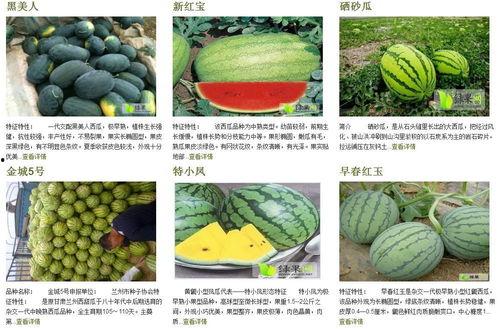鉴定网络热门生物喷瓜,揭秘网络热门生物的神奇现象