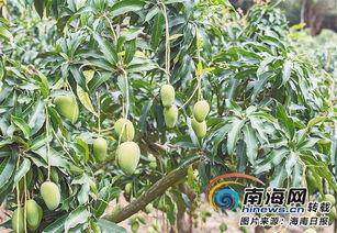 海南梨瓜今日价格,市场行情稳中向好