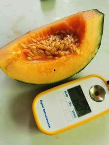 蜜瓜热门音乐有哪些,夏日炎炎，这些热门歌曲陪你清凉一夏