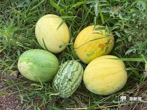 丽水近期热门吃瓜事件,近期热门吃瓜事件大盘点