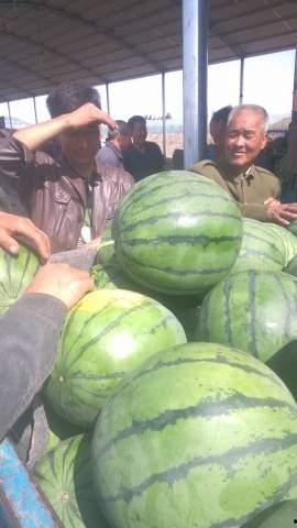 山东潍坊今日瓜价,瓜价行情一览无余