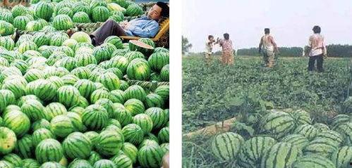热门吃瓜新闻报道,揭秘明星幕后故事与惊人真相