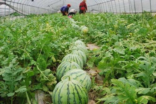 恩施热门大瓜种植时间,丰收时节，瓜香四溢