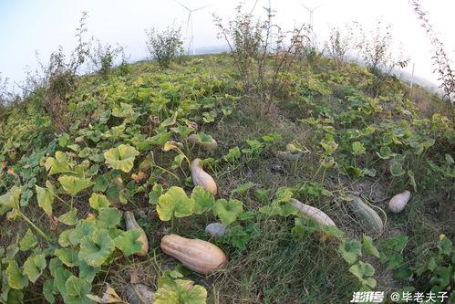 恩施热门大瓜种植时间,丰收时节，瓜香四溢