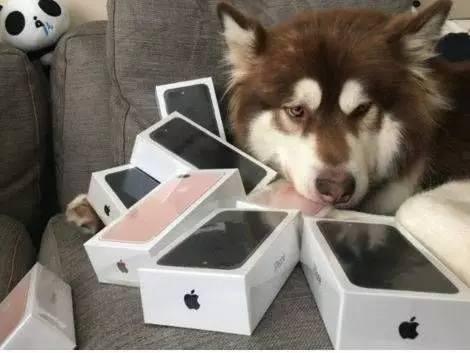 香香公主和爱犬黑料吃瓜,娱乐圈的甜蜜与争议