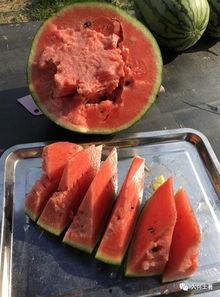 今日吃瓜每日大瓜网红黑料,揭秘吃瓜群众热议的网红黑料大瓜