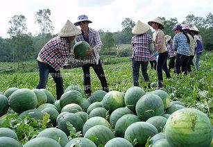 广西柳州吃瓜爆料事件,揭秘背后真相与网络舆论风暴