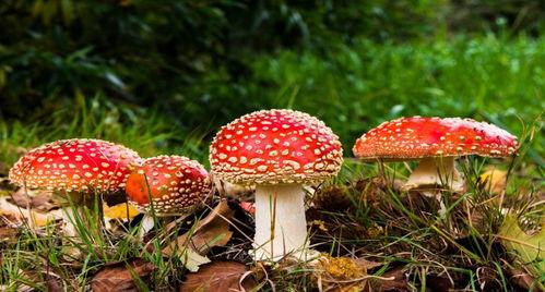 吃瓜爆料黑料蘑菇视频招商