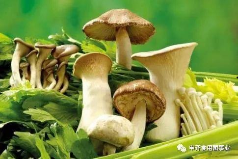 吃瓜爆料黑料蘑菇视频招商