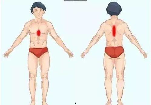 明星网红身高对比表,身高对比一览表