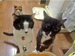 51喵小吉黑料吃瓜,娱乐圈背后的惊人真相